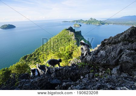 Amazing summer landscape with mountains sea blue sky sun and beautifulViewpoint Prachuap Bay.The dusky leaf monkey spectacled langur or spectacled leaf monkey.