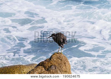 Pacific Reef Egret on the rock seaside aisia beach