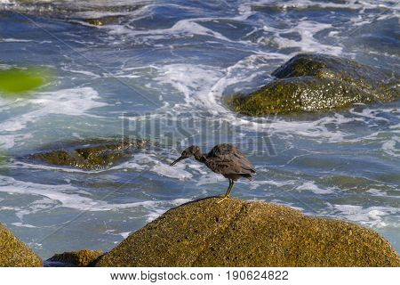 Pacific Reef Egret on the rock seaside aisia beach