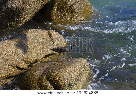 Pacific Reef Egret on the rock seaside aisia beach