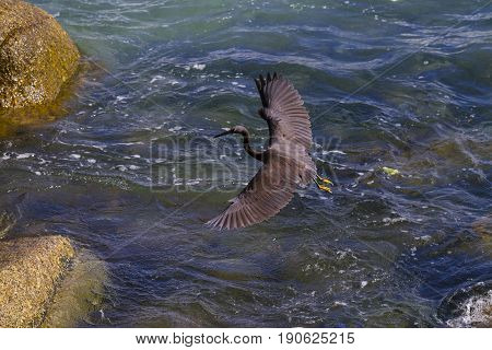 Pacific Reef Egret on the rock seaside aisia beach black pacific reef egret looking for fish at beach rock.