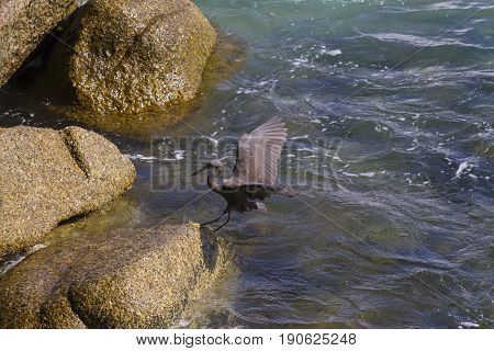 Pacific Reef Egret on the rock seaside aisia beach black pacific reef egret looking for fish at beach rock.