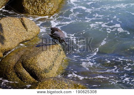 Pacific Reef Egret on the rock seaside aisia beach black pacific reef egret looking for fish at beach rock.