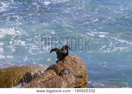 Pacific Reef Egret on the rock seaside aisia beach black pacific reef egret looking for fish at beach rock.