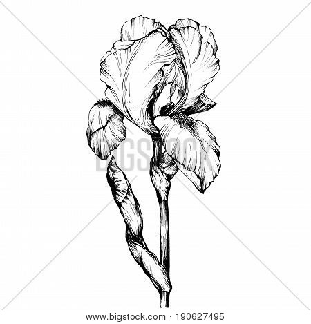 Graphic the branch flower Iris. Coloring book page doodle for adult and children. Black and white outline illustration. Decorative ornamental flowers for printing on t-shirts or coloring books.