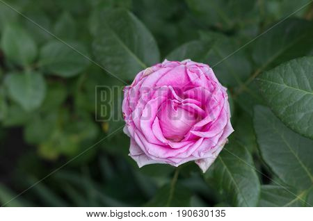 Pink Rose. Handicraft Rose. Rose Petals.