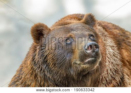 Image of an animal muzzle of a large brown bear predator
