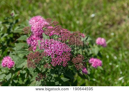 Field with green grass and flowers. Agroculture plant. Background wallpaper texture.