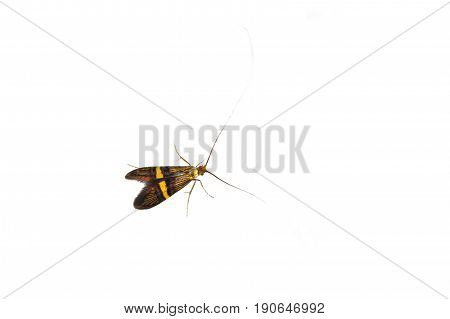 Longhorn Moth (adela Degeerella) On A White Background