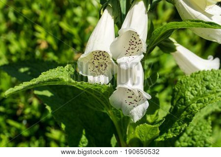 White flower in the garden with green leaves at sunshine