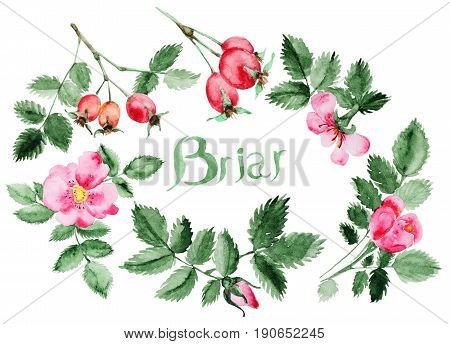 Watercolor Briar flower and berries, leaf and branch isolated on white. Briar set. Perfect for DIY and wedding or greeting card
