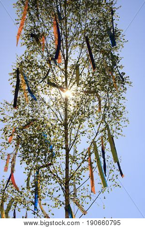 Put up from a maypole With rods and ropes