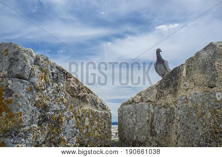 Pigeon on Battlement Castle of medieval Trujillo town Spain. Extremadura