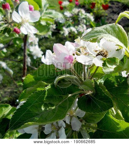 The photo shows blooming red flower peony with green leaves living nature plants unusual aroma bouquet.
