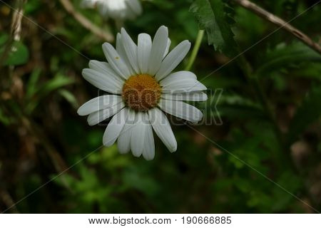 flower margriet, with white and yellow and green