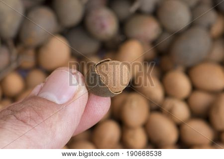 Closeup shallow DOF of finger and thumb holding tiny Dialium guianense guapaque fruit