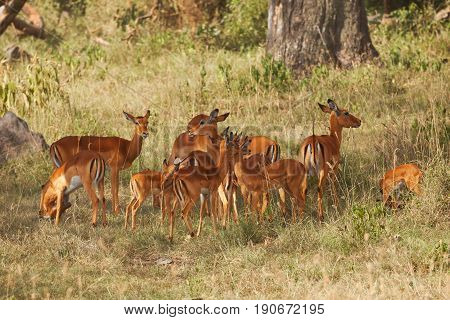 The herd of female impalas with calves pasturing in shadows of Kenyan woodland, Africa