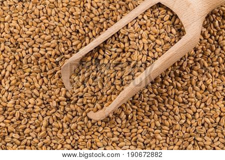 Wheat Grain On White