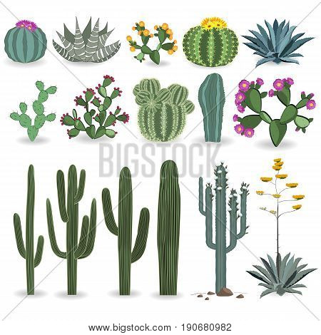 Cactus And Succulent Vector Set