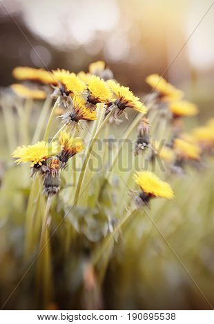 Blossoming of summer weeds - a yellow dandelion. Photo taken with Lensbaby
