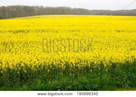 Bright-yellow Fields Of Rapeseed (brassica Napus) Also Known As Rape Oilseed Rape Rapa Rappi Rapasee