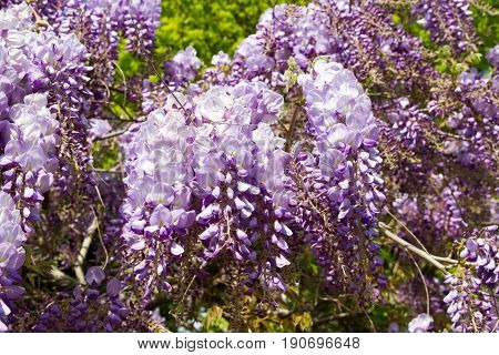 Wisteria Woody Climbing Flowering Vine Plants In Normandy France In Spring