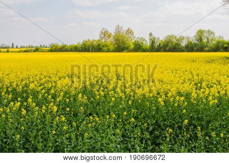 Bright-yellow Fields Of Rapeseed (brassica Napus) Also Known As Rape Oilseed Rape Rapa Rappi Rapasee