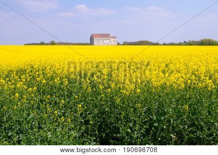 Bright-yellow Fields Of Rapeseed (brassica Napus) Also Known As Rape Oilseed Rape Rapa Rappi Rapasee
