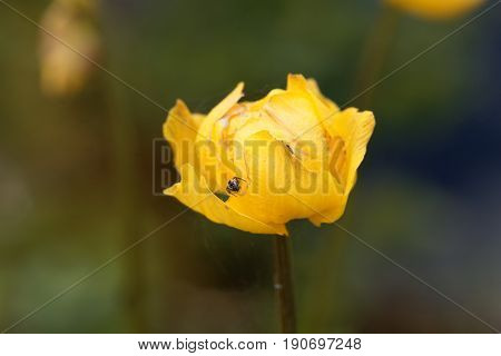 Macro photo of a globeflower (Trollius europaeus)