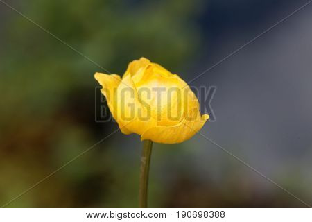 Macro photo of a globeflower (Trollius europaeus)