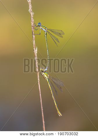 Pair Of Small Emerald Spreadwing Dragonfly