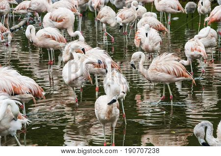 Flamingos Have Arrived In San Climente, Buenos-aires State, Argentina
