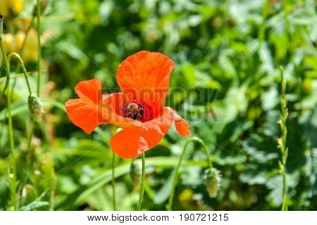 One single Poppy on grass in the sun