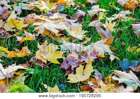 Fallen yellow autumn leaves in green grass in sunny Indian summer time
