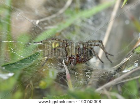 Labyrinth Spider - Agalena labrynthica
Grassland Spider in web