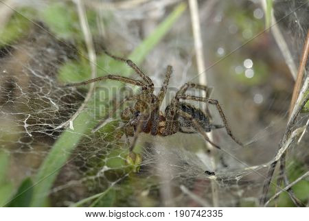 Labyrinth Spider - Agalena labrynthica
Grassland Spider in web