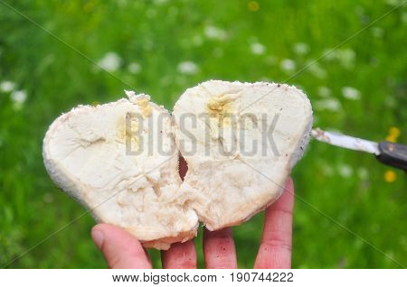 Langermania gigantea or giant puffball. One of the most common and delicious mushroom in wild meadow.