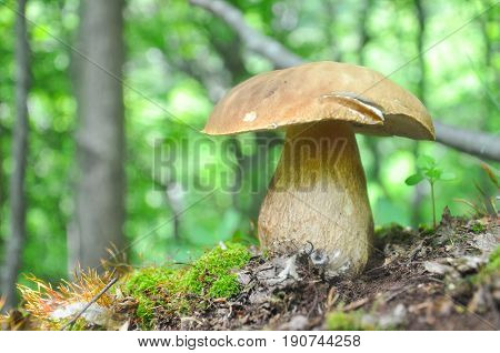 Boletus reticulatus or Boletus aestivalis, commonly known as the summer cep. Edible gourmet wild mushroom, Penny Bun bolete in the forest