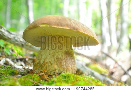 Boletus reticulatus or Boletus aestivalis, commonly known as the summer cep. Edible gourmet wild mushroom, Penny Bun bolete in the forest