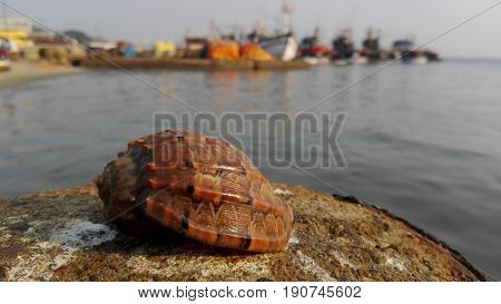 Seashell in the background of the port