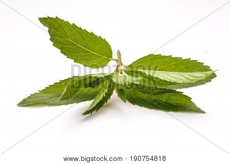 Mint isolated on white background. Fresh leaves mint.