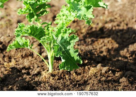 Young kale growing in the vegetable garden .