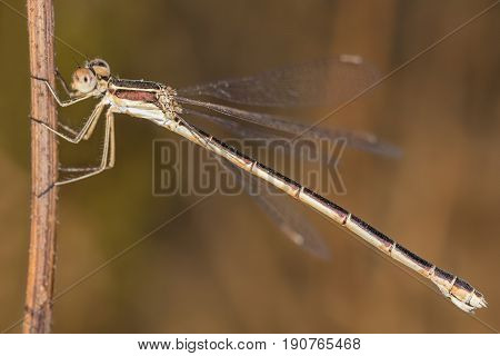 A Beautiful Close-up Portrait Of A Beautiful Damselfly