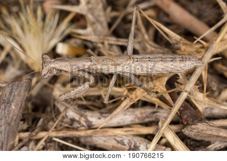 A Close-up Portrait Of A Mantis