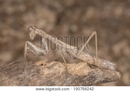 A Close-up Portrait Of A Mantis
