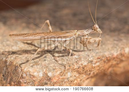 A Close-up Portrait Of A Mantis