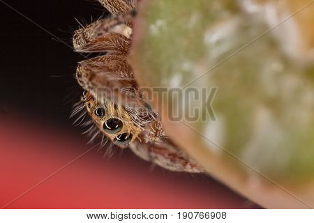 A Beautiful Spider