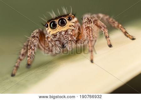 A Closeup Of A  Beautiful Spider