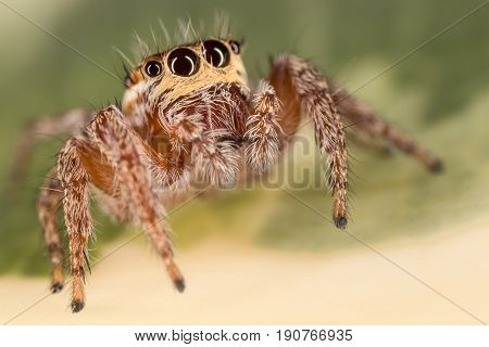 A Beautiful Spider