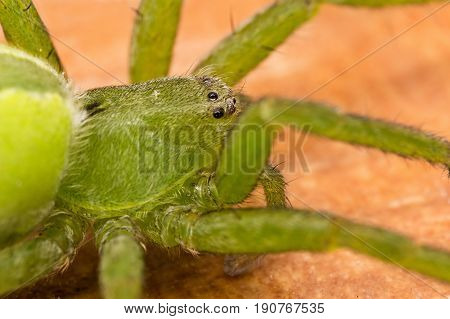 A beautiful female green spider close up
